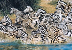 Photo of zebras from South Africa goes here.