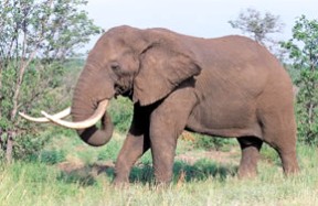 Photo of African elephant in South Africa goes here.