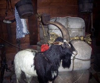 Photo of animal in the hold goes here.