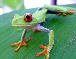 Photo of frog goes here.