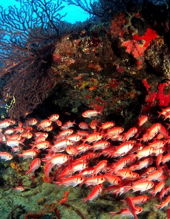 Photo of colorful fish goes here.