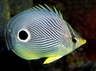 Photo of fish goes here.