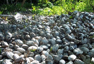 Photo of coconut pile goes here.