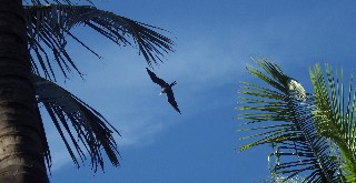 Photo of a frigatebird in flight goes here.