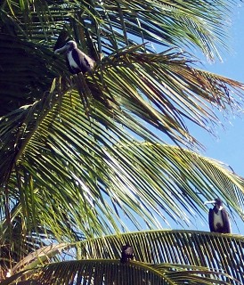 Photo of unusual birds goes here.