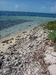 Photo of shoreline goes here.