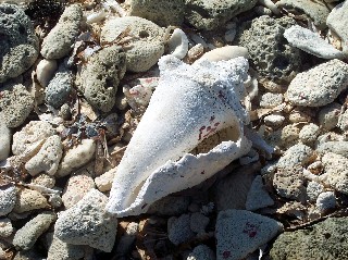 Photo of conch shell goes here.