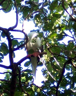 Phoyo of red footed booby goes here.
