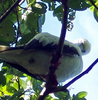 Photo of a Red Footed Booby goes here.