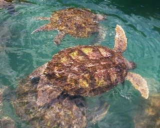 Photo of turtles goes here.