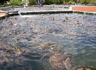 Photo of turtle farm tanks goes here.