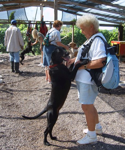 Photo of dog encounter goes here.