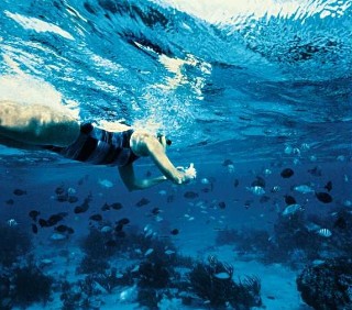 Photo of snorkeler with camera goes here.