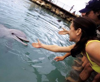 Photo of dolphin experience on Royal Caribbean goes here.