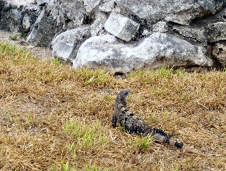 Photo of iguana goes here.