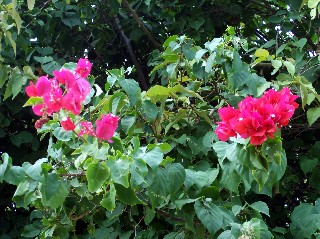 Photo of flowers at Tulum goes here.