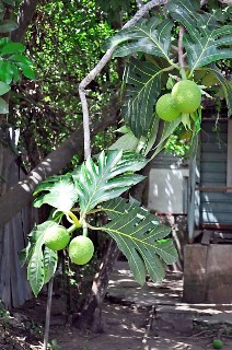 Photo of breadfruit tree goes here.