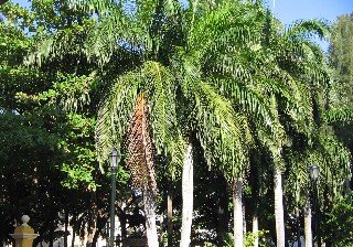 Photo of the Bolivar Plaza vegetation goes here.