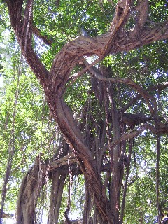 Photo of Banyan tree goes here.