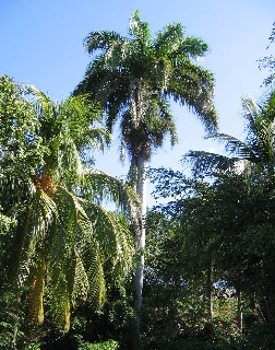 Photo of palm trees goes here.
