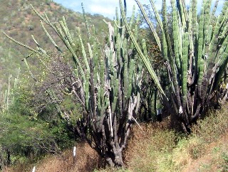 Photo of cacti goes here.