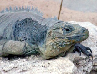 Photo of iguana goes here.