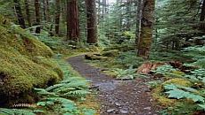 Photo of a rainforest goes here
