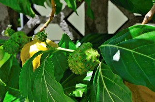 Photo of noni fruit goes here.