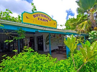 Photo of the Butterfly Farm goes here.